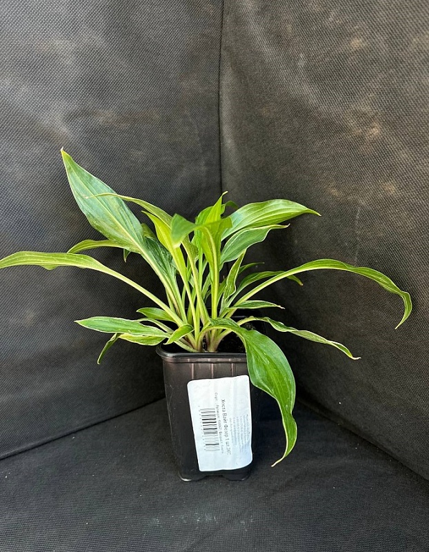 Хоста Вайт Фезер 